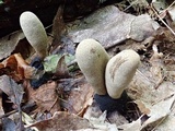 Xylaria longipes image