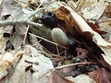 Xylaria longipes image
