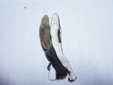 Xylaria longipes image