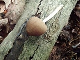 Pluteus longistriatus image