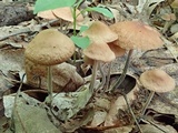 Gymnopus subnudus image