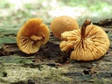 Pholiota granulosa image