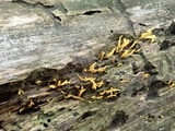 Calocera cornea image