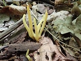 Clavulinopsis fusiformis image