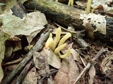 Clavulinopsis fusiformis image