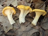 Cantharellus flavus image