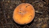 Lactarius hygrophoroides image