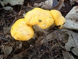 Cantharellus flavus image