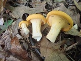 Cantharellus flavus image