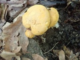 Cantharellus flavus image