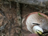 Gomphidius subroseus image