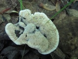 Hydnellum spongiosipes image