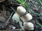 Hydnellum spongiosipes image
