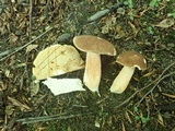 Xanthoconium affine image