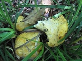 Cantharellus flavus image