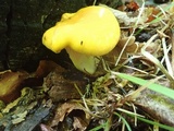 Cantharellus flavus image