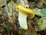 Cantharellus flavus image