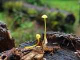 Mycena chusqueophila image