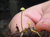 Mycena chusqueophila image