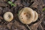 Lactarius maculatipes image