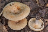 Lactarius maculatipes image