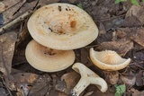 Lactarius maculatipes image