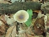 Amanita solaniolens image