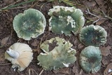 Russula subgraminicolor image