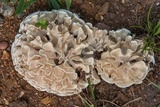 Sparassis spathulata image