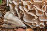 Sparassis spathulata image