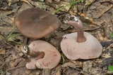 Tylopilus plumbeoviolaceus image