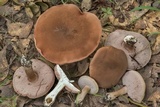 Tylopilus plumbeoviolaceus image