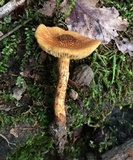 Inocybe unicolor image
