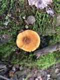 Inocybe unicolor image