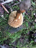 Inocybe unicolor image