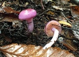 Cortinarius magellanicus image