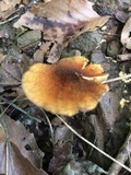 Inocybe unicolor image