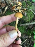 Inocybe unicolor image