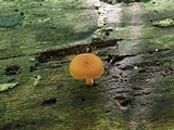 Pholiota granulosa image