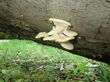 Pleurotus pulmonarius image