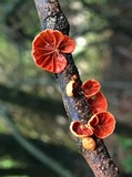 Anthracophyllum discolor image