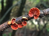 Anthracophyllum discolor image