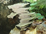 Postia tephroleuca image