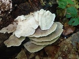 Postia tephroleuca image