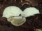 Postia tephroleuca image