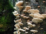 Marasmiellus alliiodorus image