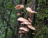 Marasmiellus alliiodorus image