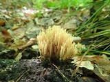 Ramaria stricta image