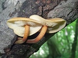 Xeromphalina tenuipes image