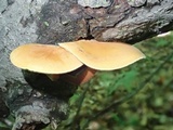Xeromphalina tenuipes image